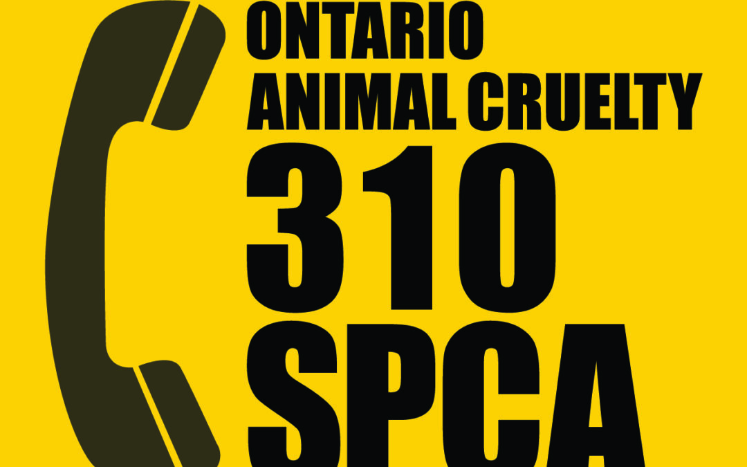 IMMEDIATE RELEASE  Horses in improved overall health at Peterborough Farm