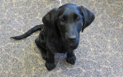 Money raised for Grace helps save the life of a puppy