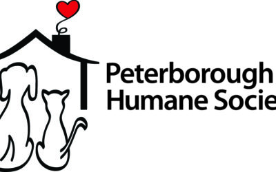 Keep Your Pets Cool and Safe This Summer