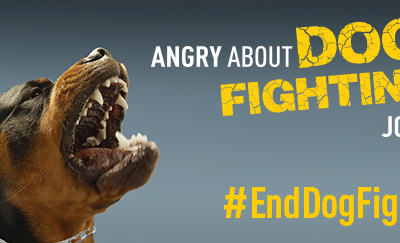 Angry about Dog Fighting? Join Us!