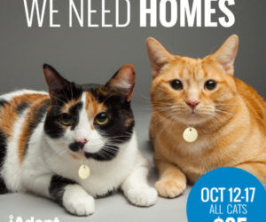 Reduced adoption fees make now the purr-fect time to welcome a feline from the Peterborough Humane Society into your family