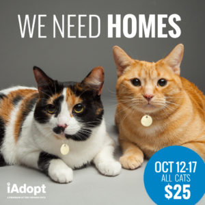 iadopt_weneedhomes_insta3_oct11-172016-phs25