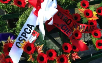 Remembrance Day 2016