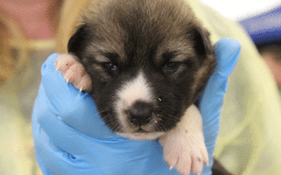 Puppies flown into Peterborough now ready to find their forever homes