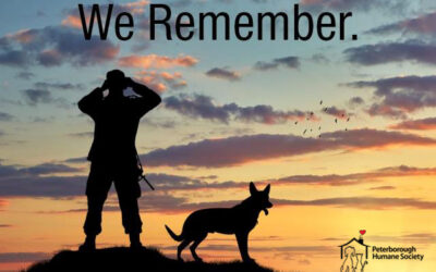 Wreath honouring animals in war to be placed at National Remembrance Day Ceremony