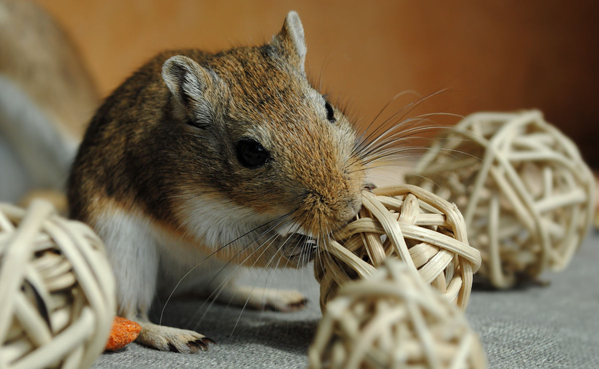 Fees Peterborough Humane Society