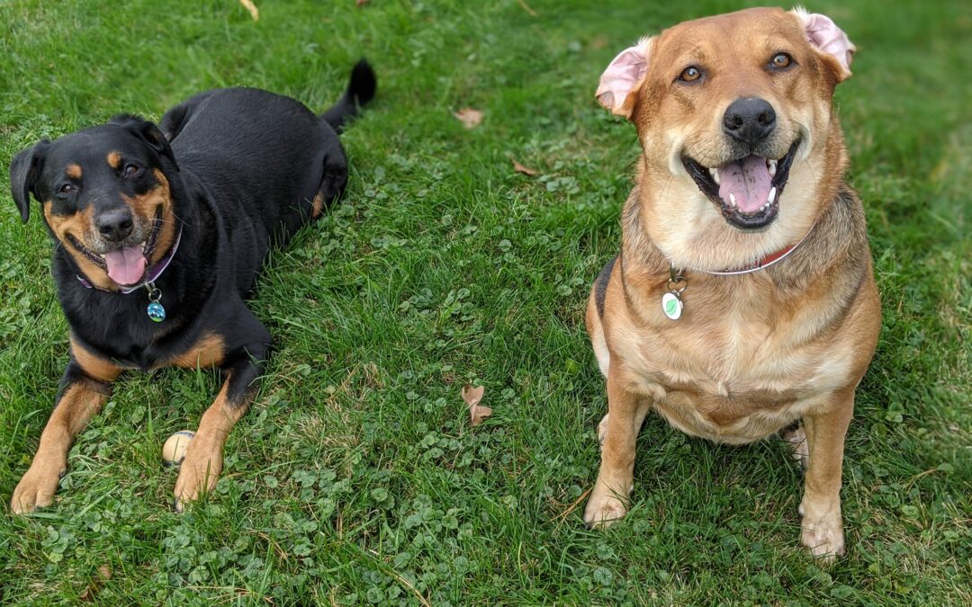 Pet Licensing Partner DocuPet Donates $3,000 to PHS