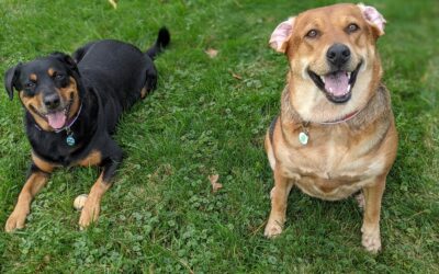 Pet Licensing Partner DocuPet Donates $3,000 to PHS
