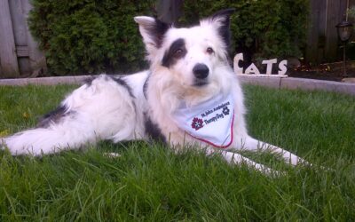 Can-Pet Distributions Joining the Peterborough Animal Care Centre