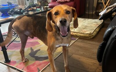 Giving Tuesday – Louis’ Story