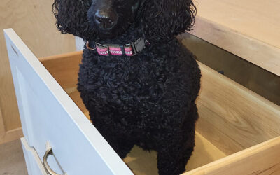 Varcroft & Bianco builds kitchens for the Peterborough Animal Care Centre