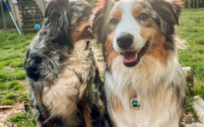 Peterborough Humane Society Receives $10,000 Donation From DocuPet