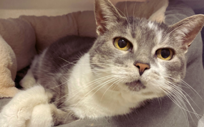 Sweet Pea’s Story