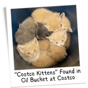 'Costco kittens' - nine found in an oil bucket at Costco