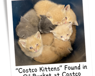 Costco Kittens Story