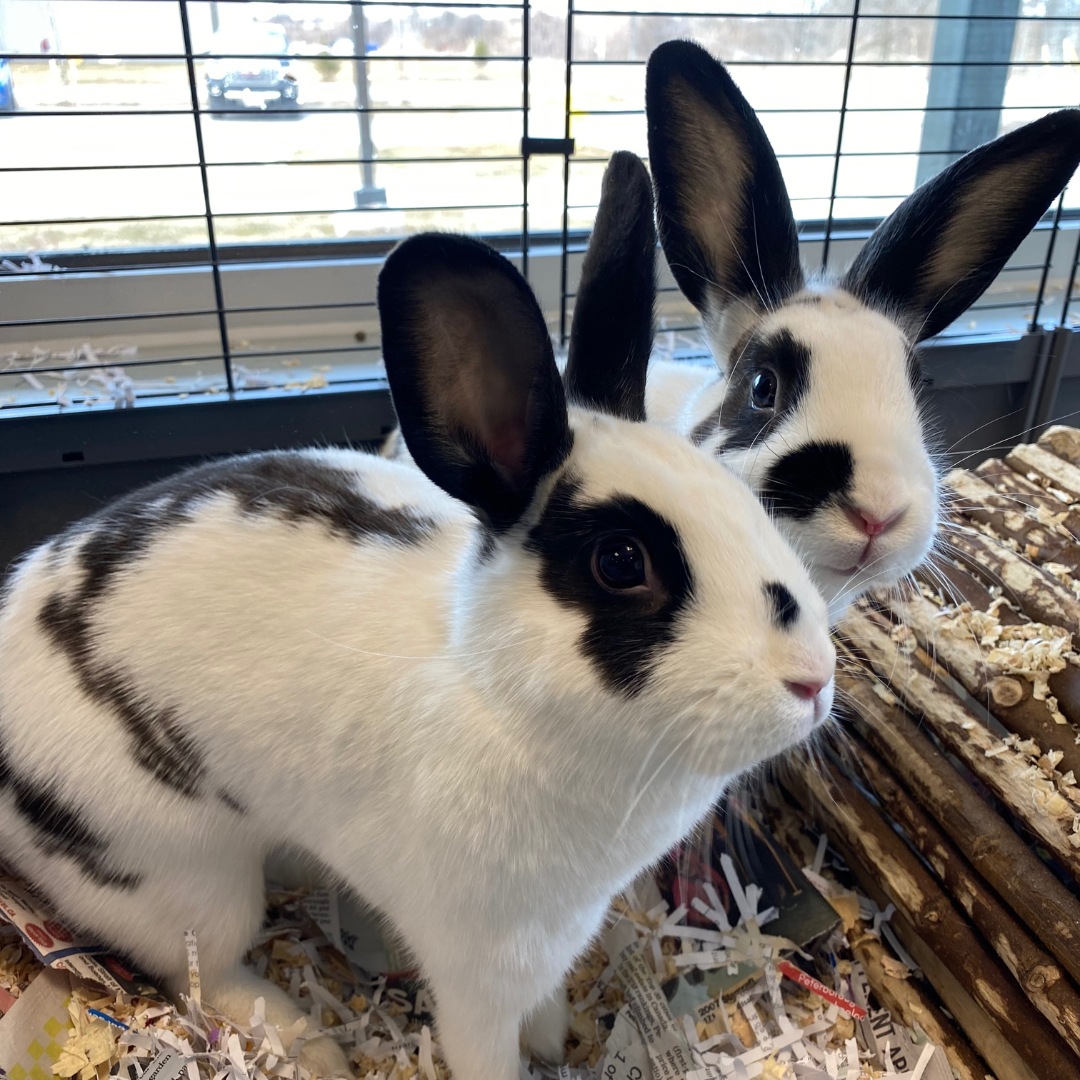 Pair of white rabbits with black markings named Pearl and Pookie