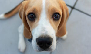 Sad looking beagle puppy staring at camera