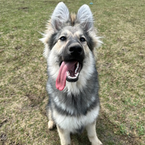 Large grey and white German Shepherd dog with ears pointing up