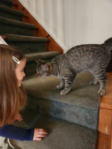 Little girl looking at tabby cat