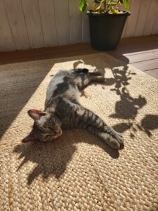 Ginny tabby cat sunbathing