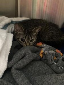 Ginny the tabby cat in a kennel at the shelter