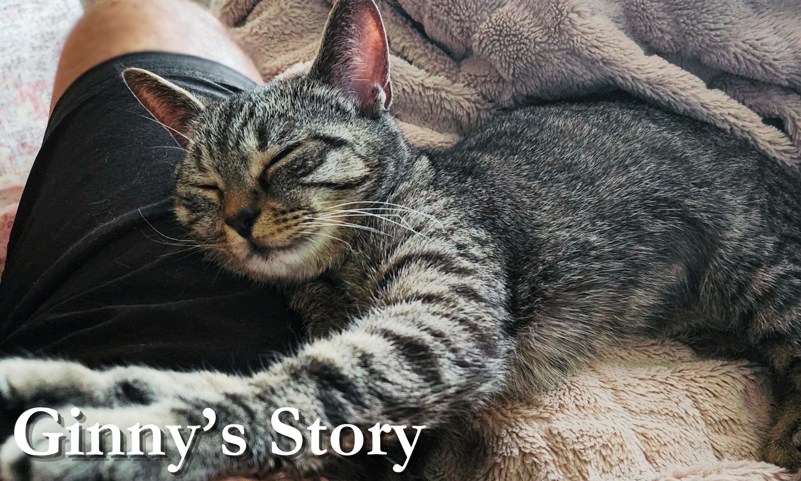 Ginny, tabby cat sleeping on lap