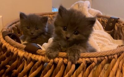 Why I Finally Became a Foster and Fell in Love with Two Tiny Kittens
