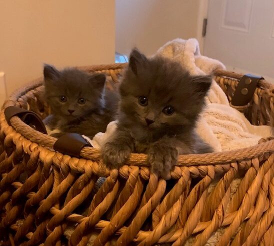 Two grey kittens in a basket