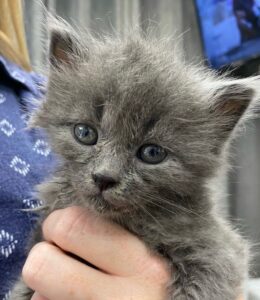 grey kitten