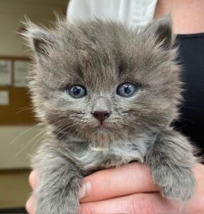 grey kitten