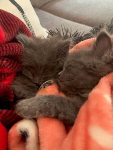 two grey kittens cuddling