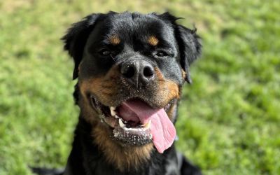 Rottweiler Mix Dog