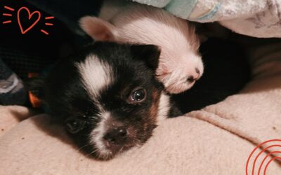 Giving Tuesday: Phineas & Ferb’s Story