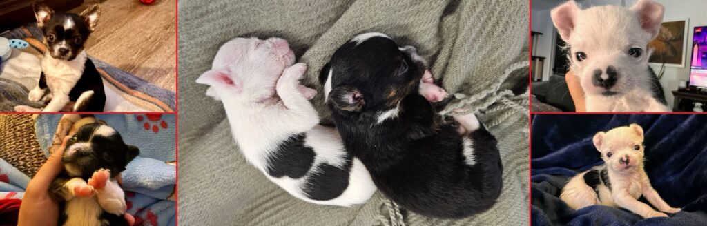 Puppies in foster care