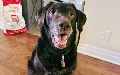 Karma the chocolate labrador retriever