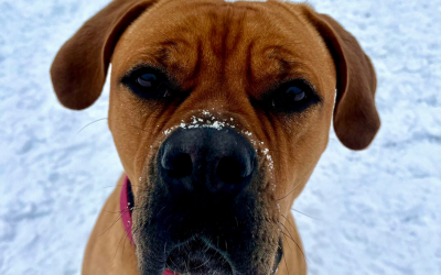 Abigail, mastiff dog in the snow