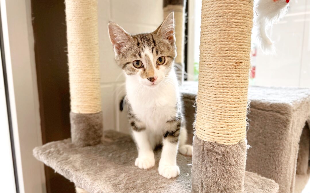 Celebrating Impact: Highlights from the Peterborough Humane Society’s 2024 Annual Report