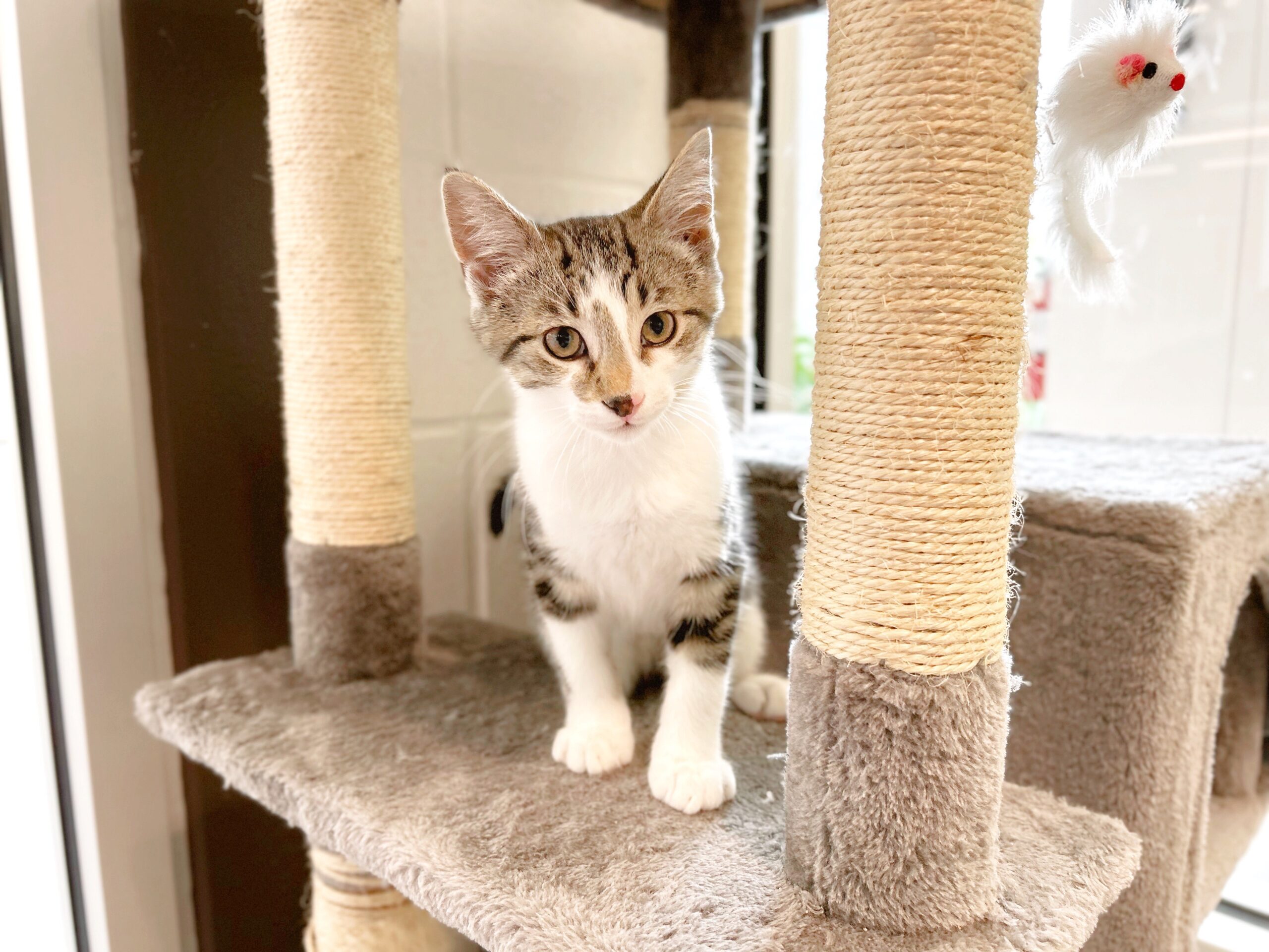 Celebrating Impact: Highlights from the Peterborough Humane Society’s 2024 Annual Report