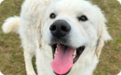 Timmy - Annual Report for Website (3) White dog with tongue hanging out