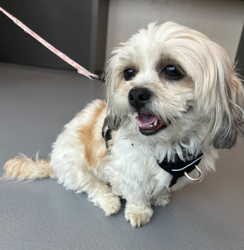 Gemma - Clinic Testimonial (1) Small white dog sitting in clinic