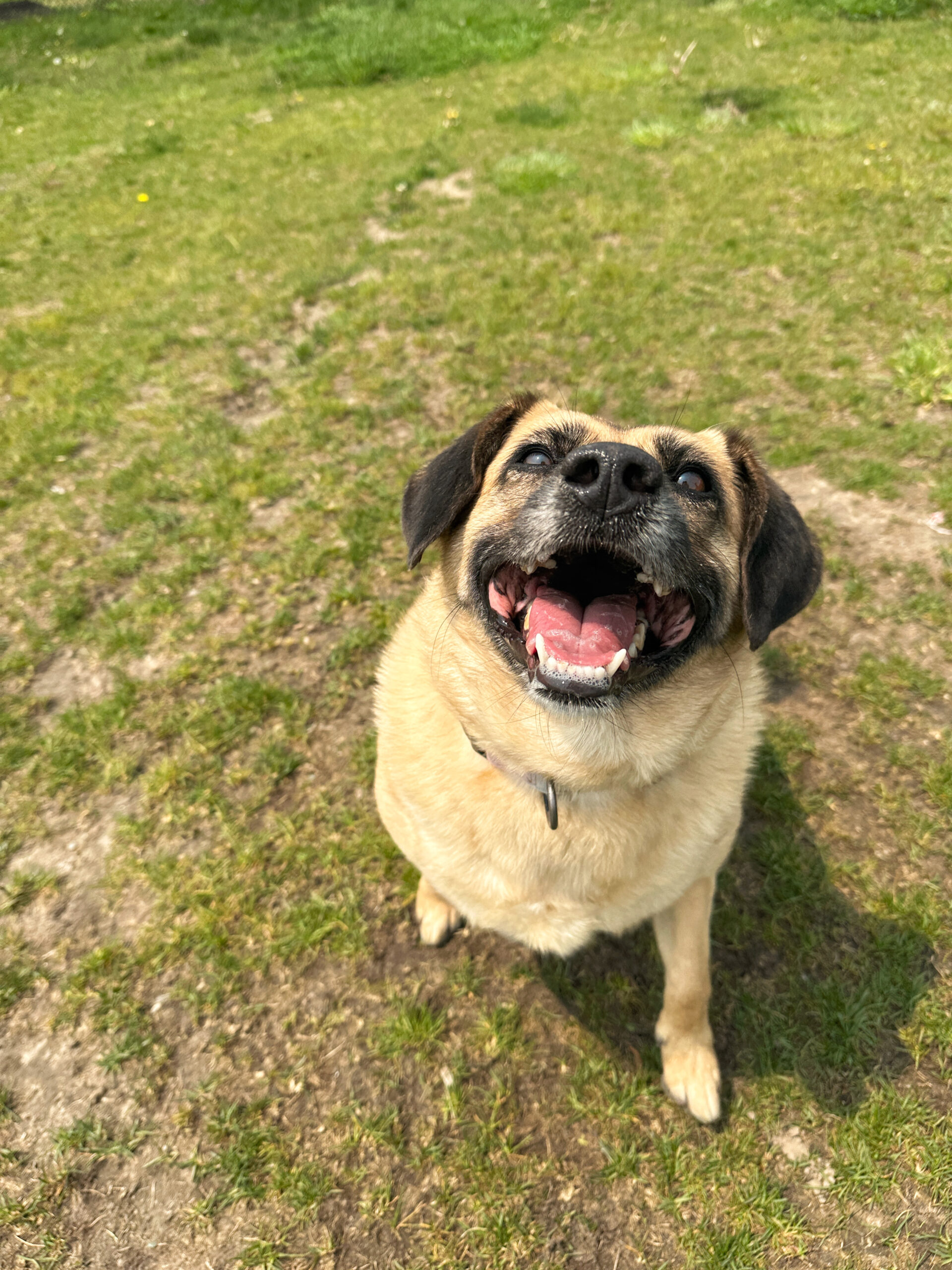 Dogust 2025 All dogs $300 reduced fee for the month of August