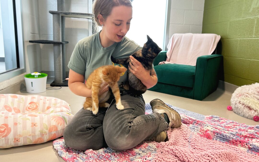 Why Two Kittens Are Better Than One