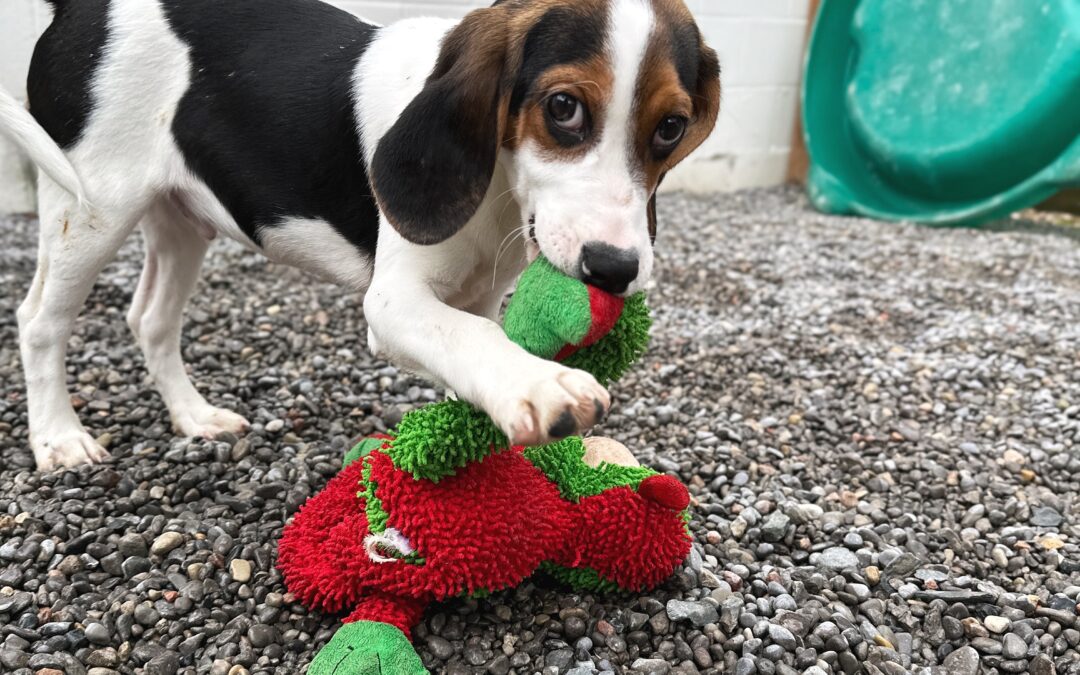 Parvo Cases on the Rise: What Dog Owners Need to Know About This Preventable Disease