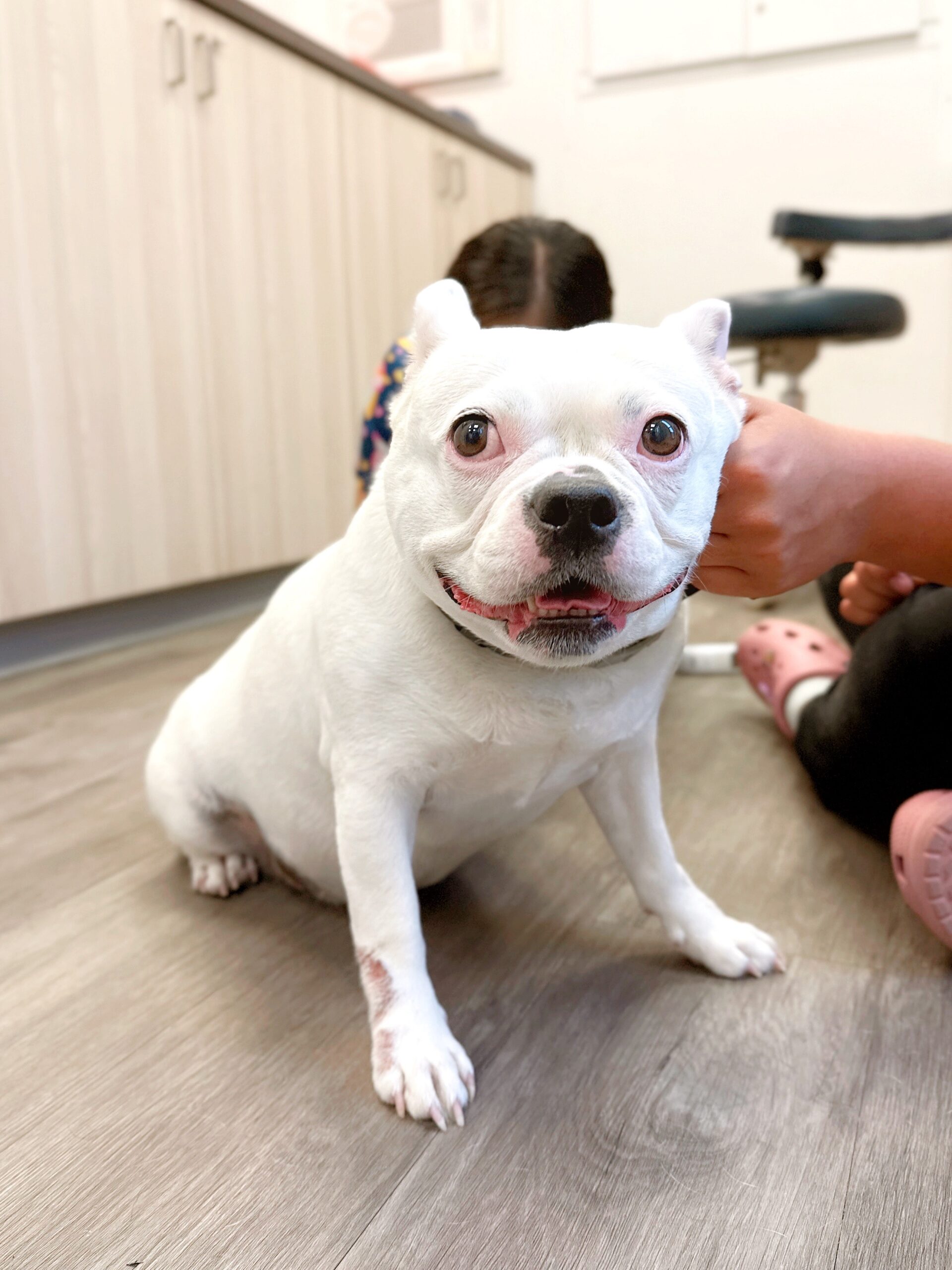 a while dog sits on the floor in our mobile care unit during her wellness exam