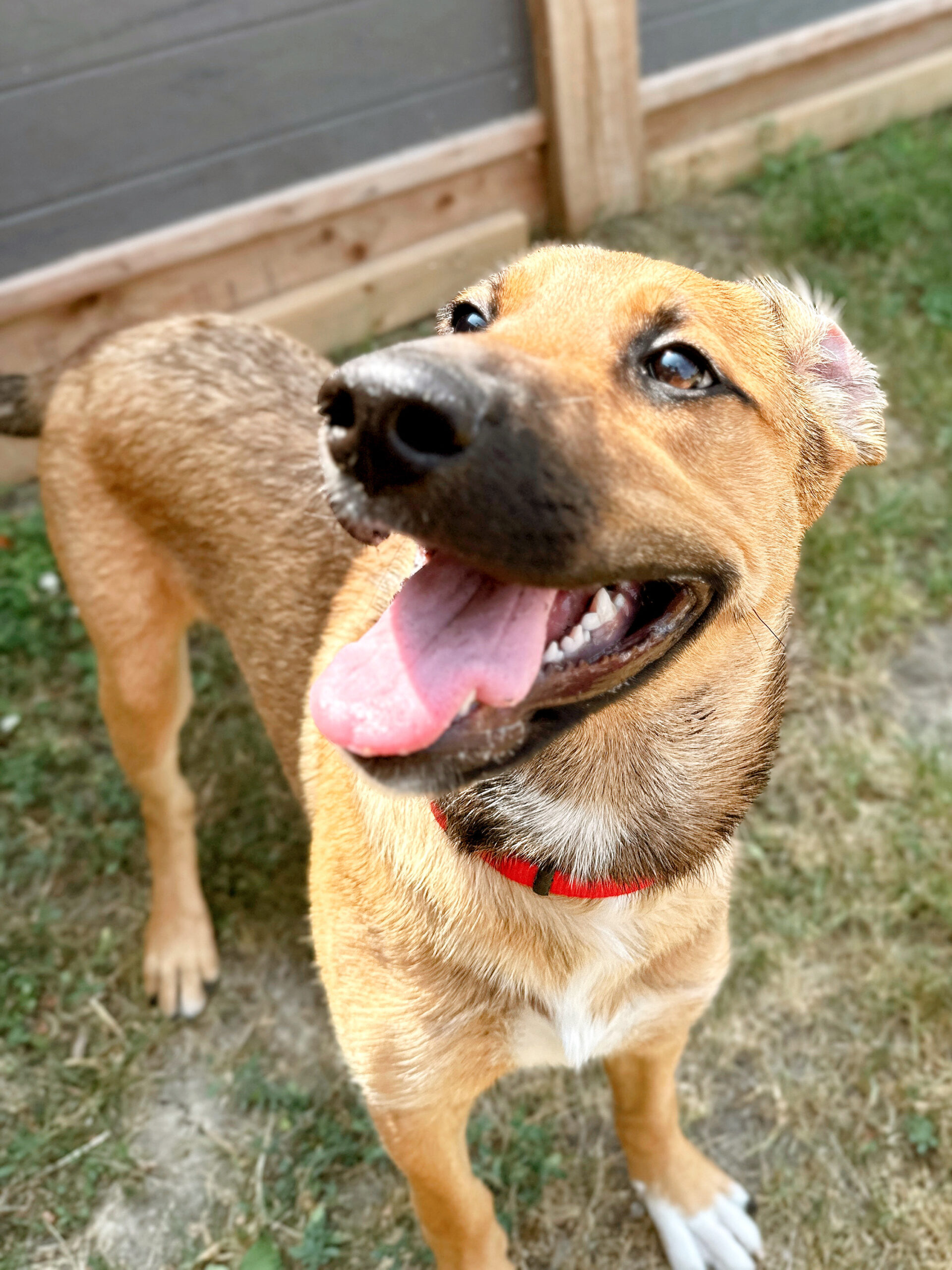 Leptospirosis: How to Keep Your Dog Safe