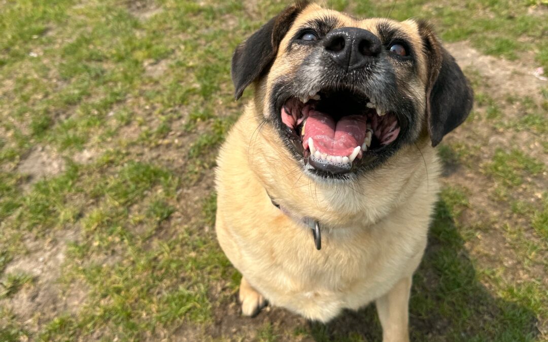 Leptospirosis: How to Keep Your Dog Safe