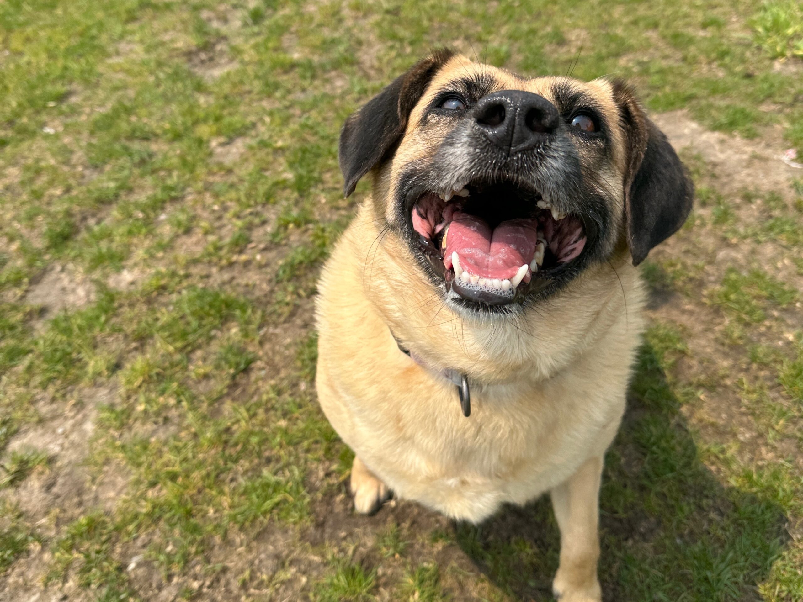 Leptospirosis: How to Keep Your Dog Safe