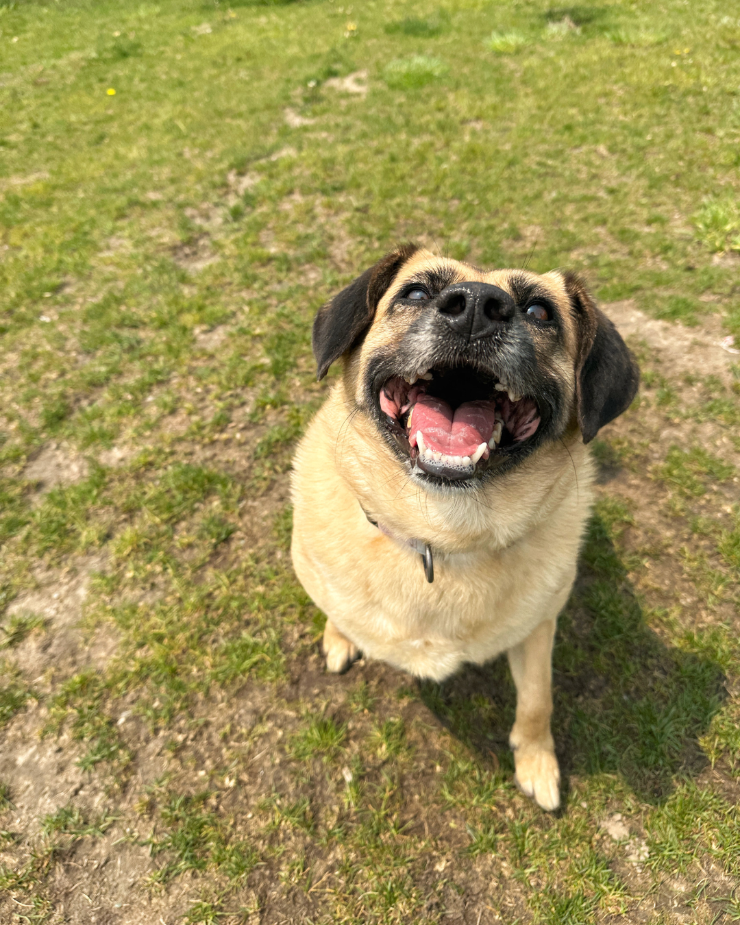 nova lynn Pet Fest at Peterborough Animal Care Centre, Saturday, June 21, 2025 from 10am-2pm