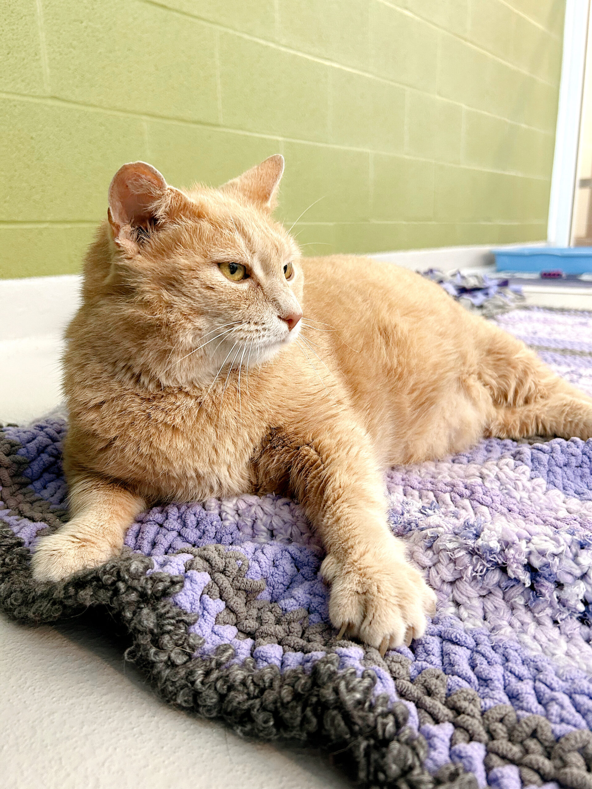 The 3-3-3 Rule: Helping Your Newly Adopted Pet Adjust to Life at Home