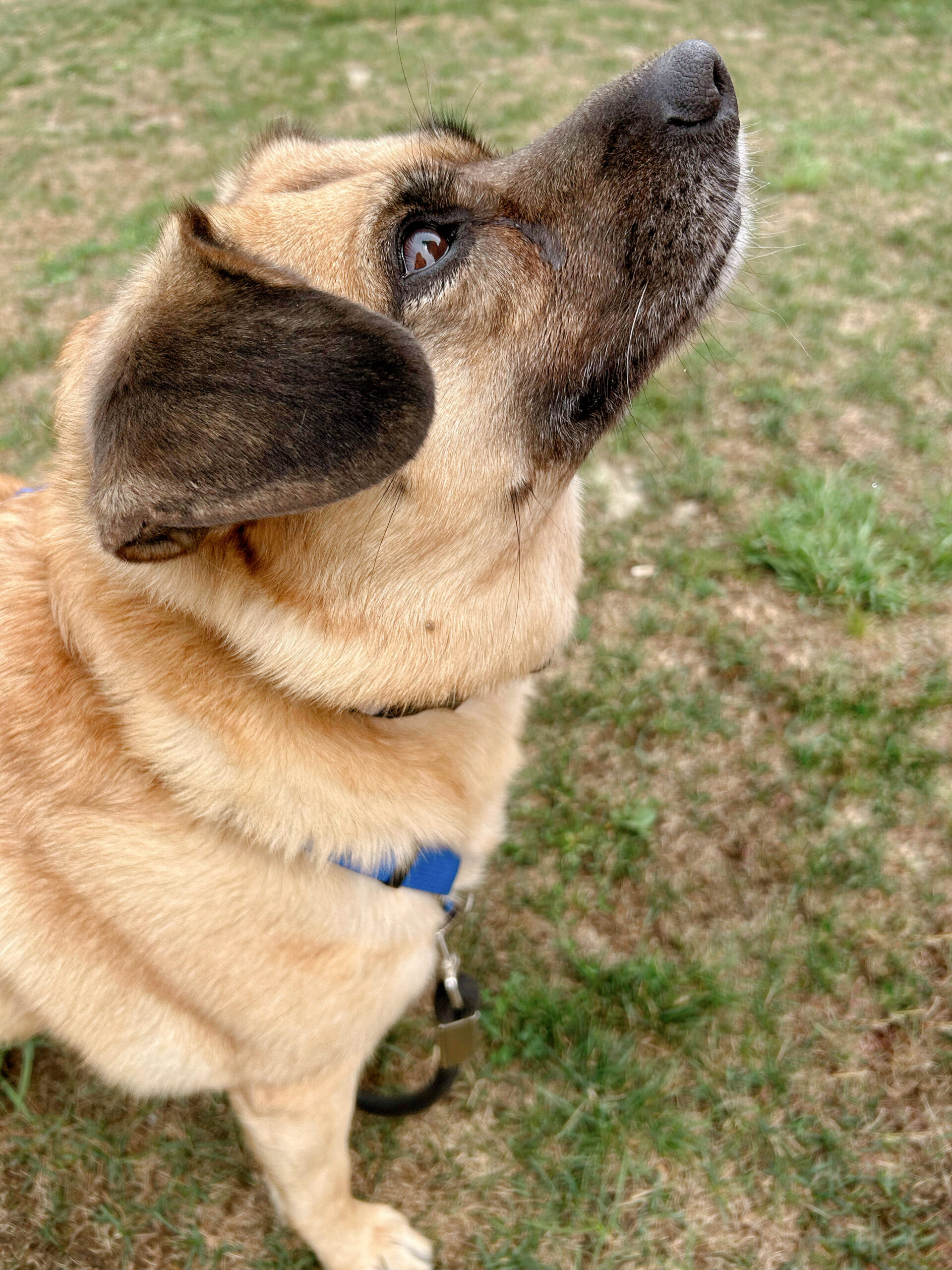 The 3-3-3 Rule: Helping Your Newly Adopted Pet Adjust to Life at Home